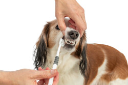 Trixie Köpek ve Kedi 3 Başlıklı Diş Fırçası 18 cm Beyaz/Gri - 3