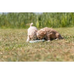 Trixie Yavru Köpek Yalama Tabağı Oyuncağı 15 cm - 6